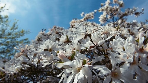 Blooming Tree on Sunset. White Flowers on a Tree in the Spring Park. Spring Garden