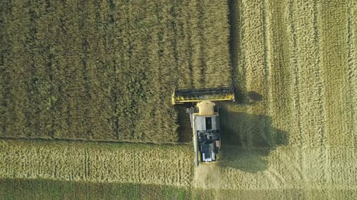 Aerial Drone Footage. Top View Combine Harvester Gathers the Wheat. Harvesting Grain Field