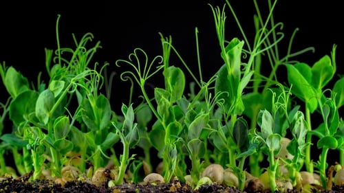 Pea Seeds Sprout and Grow Rapidly
