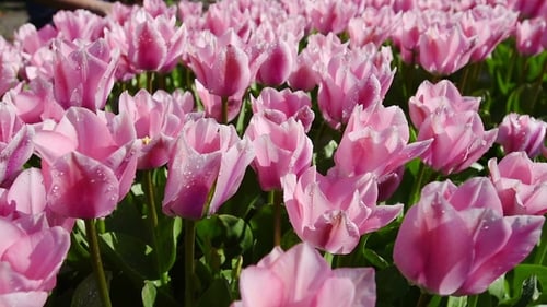 Group of Pink Tulips. Spring Landscape Holland