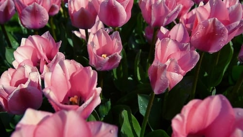 Tulips Farm Near the Rutten Town. Beautiful Morning Scenery in Netherlands, Europe