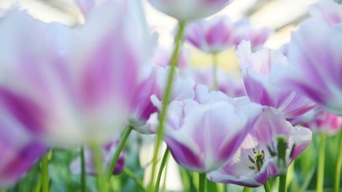 Close Up of Purple and White Tulips Blooming