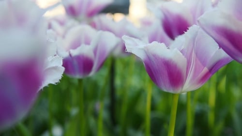 White and Purple Tulips Blooming in the Spring