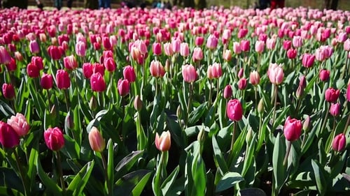 Vibrant Tulips Blooming in a Sunny Spring Garden
