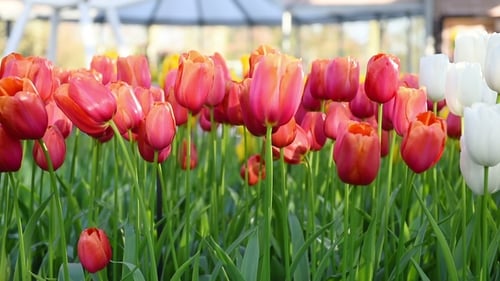 Tulips Farm Near the Rutten Town. Beautiful Morning Scenery in Netherlands, Europe