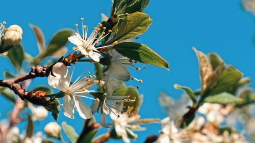 Cherry Tree Blossom at Spring