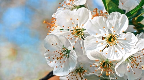 Cherry Blossoms in Full Bloom During Springtime