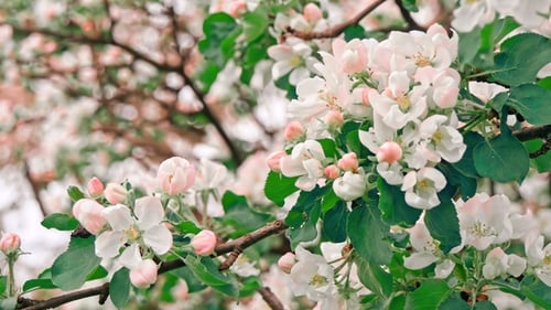 Apple Trees Flowers. the Seed-bearing Part of a Plant