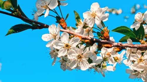 Cherry Tree Blossom at Spring