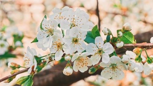 Blooming White Flowers on a Tree Branch in Spring