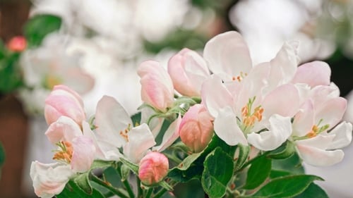 Apple Trees Flowers