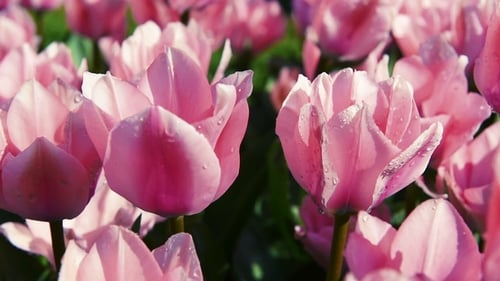 Tulips at the End of Spring Swaying in Breeze