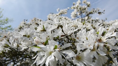 A Blooming Branch of Apple Tree in Spring with Light Wind. Blossoming Apple with Beautiful White
