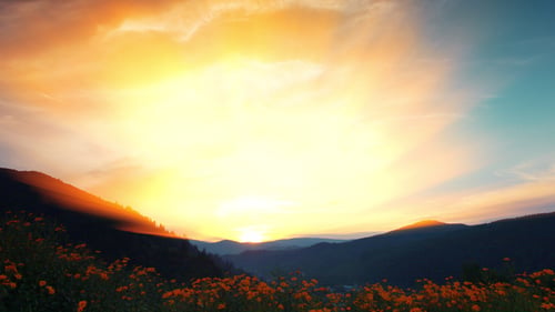 Blooming Sunflowers