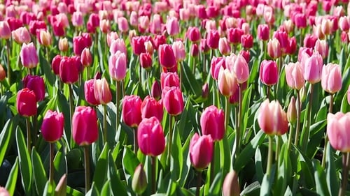 Riesige Menge an Tulpen.