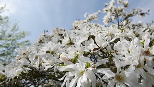 A Blooming Branch of Apple Tree in Spring in Light Wind