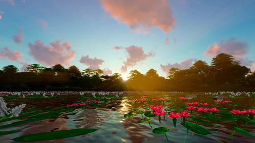Beautiful Lotus Lake