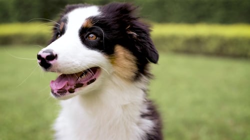 Adorable Australian Shepherd Dog Close Up Outdoors