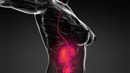 Human Body with Visible Digestive System