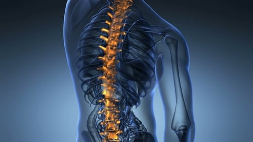 Glowing Human Spine Anatomy Scan Medical Animation