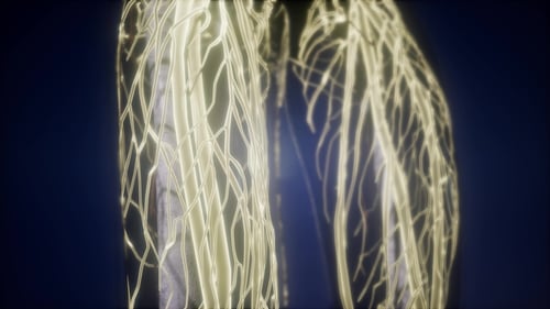 Human Body with Glow Blood Vessels