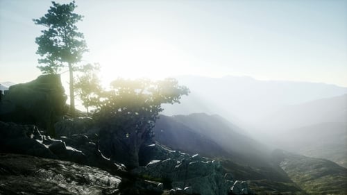 Sun Beams Through Trees