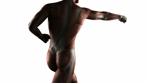 3D Human Muscular System Rotating Anatomy Model