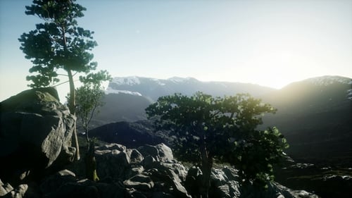 Sun Beams Through Trees