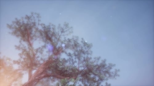Sun Beams Through Trees