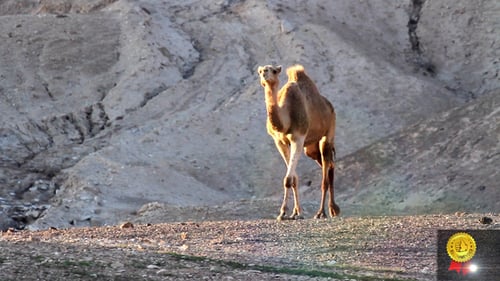 Lone Camel Walking Through Desert Landscape