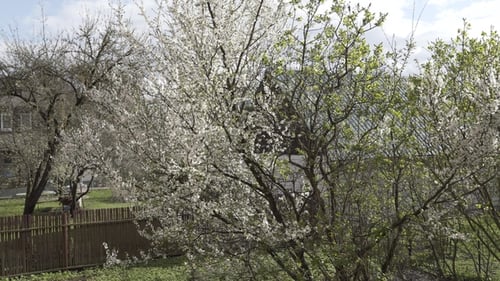 Weißer Frühlingsbaum-Zweig