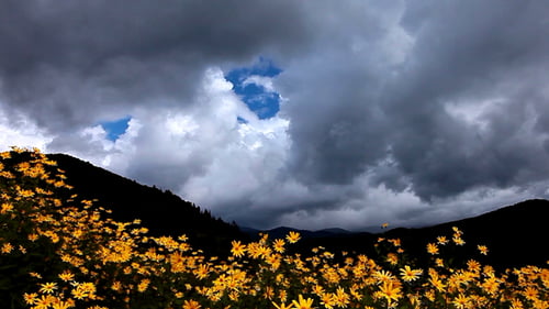 Summer Landscape
