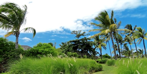 Tropische Landschaft