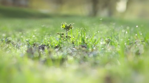 Wassertropfen auf dem Gras