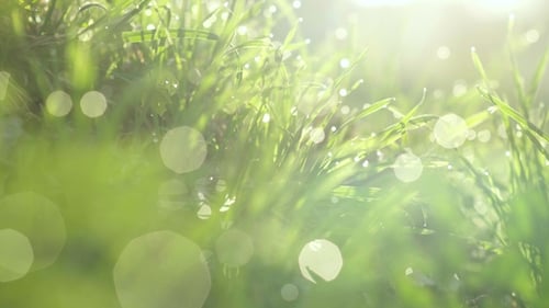 Drops of Water on the Grass. Morning Dew. Blurred Background