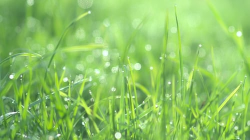Wassertropfen auf dem Gras. Morgen Dew. Unscharfer Hintergrund