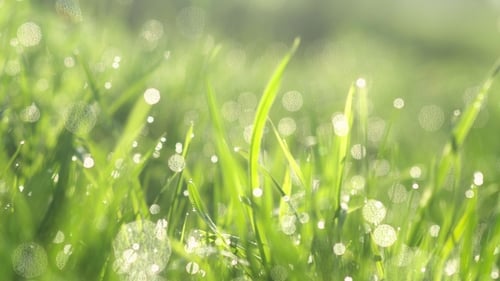 Fresh Green Grass with Glistening Dew Drops