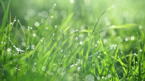 Wassertropfen auf dem Gras. Morgen Dew. Unscharfer Hintergrund