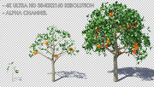 Growing Orange Tree Animation with Alpha Channel