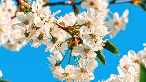 White Tree Blossoms Blooming in Spring Season