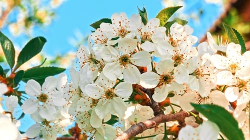 Cherry Tree Blossom at Spring
