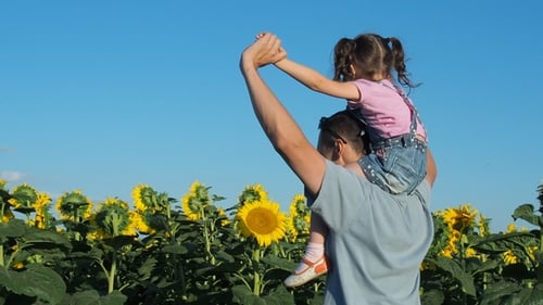Dad with a Child on the Field of Sunflowers