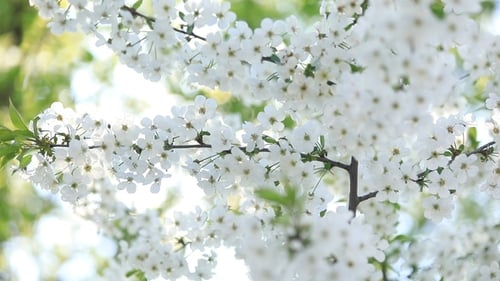Blühende Kirsche im Frühling mit weißen Blüten