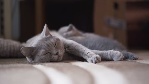 Portrait of Cute Calm Scottish Fold Cat Lying