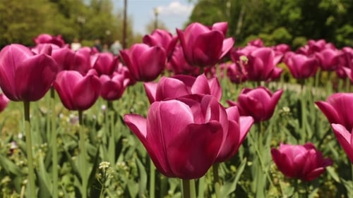Purple Tulips Blooming in a Sunny Spring Garden