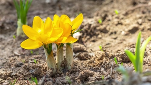 First Yellow Crocus Flowers, Spring Saffron