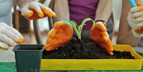 Spring Time Planting