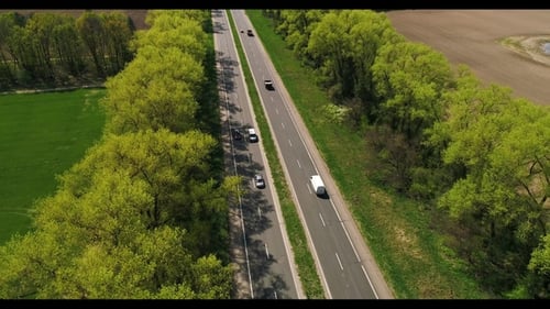 Road In Forest