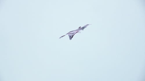 Eagle Kite Gliding in Sky