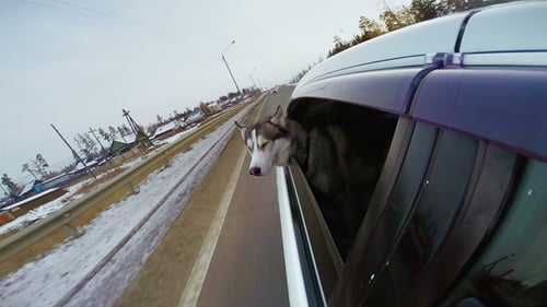 Husky Enjoys Car Ride on Rural Highway